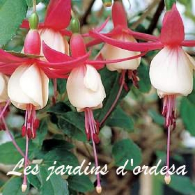 Fuchsia halice hoffman
